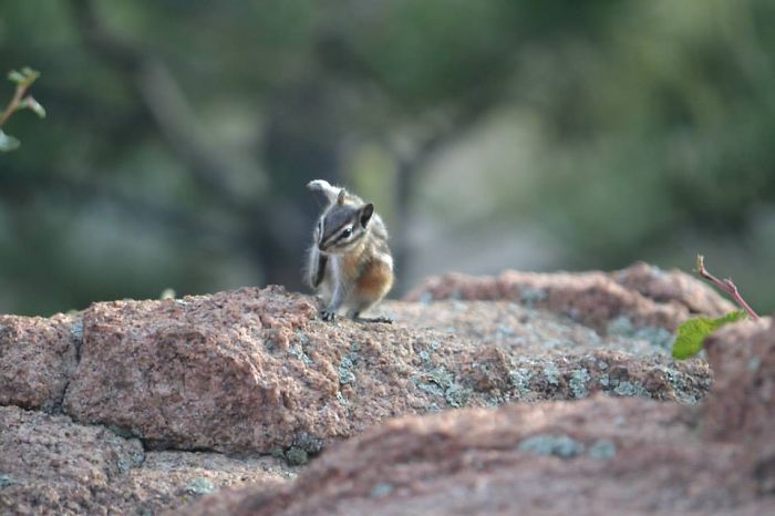 Must Itch The Scratch!