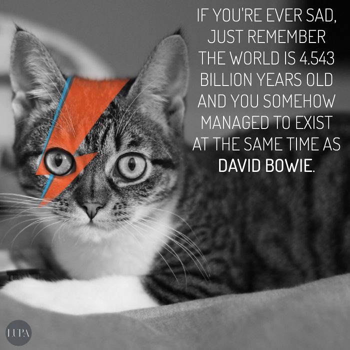 Farewell, Mr. Bowie ― Lupa (http://on.fb.me/1tprym6) Text Source: Dean Podsta / Simon Pegg