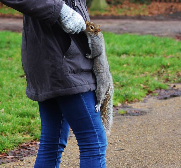 Charlie The Squirrel