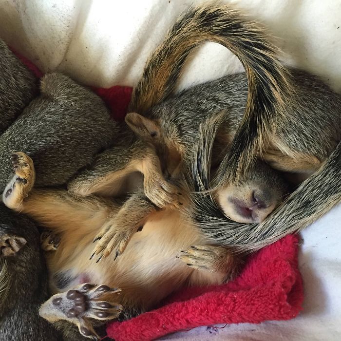 Orphans Napping...dreaming Of Their Release Day!