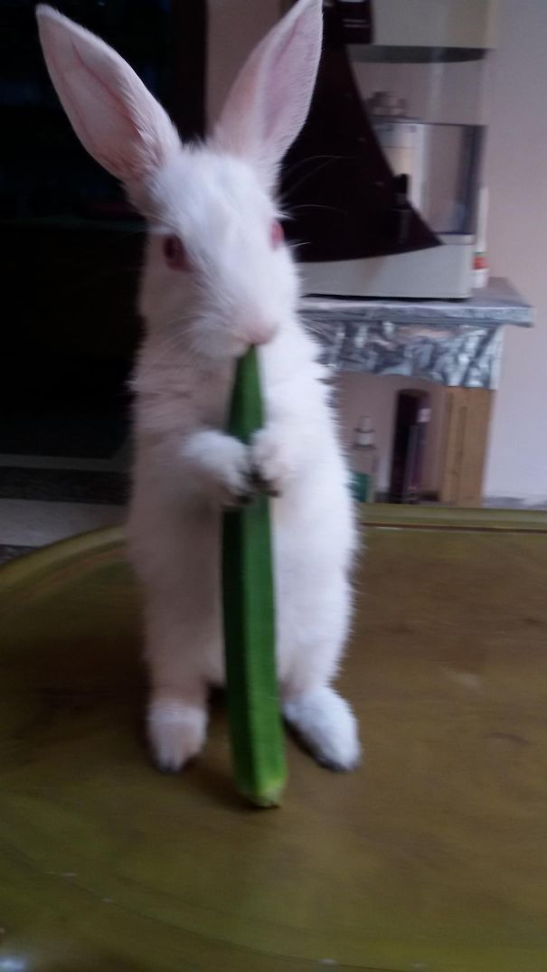 My Pet Bunny "chunnu Bhai" Enjoying Ladyfinger !