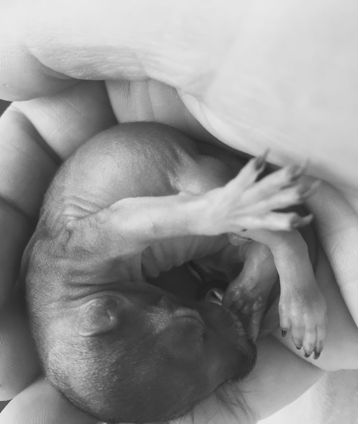 Please Check Those Trees Before You Trim The Branches...week Old Fox Squirrel.