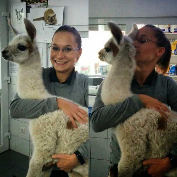 Vet Life; Four-days Llama