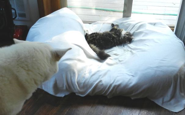 Catching Some Zzzs In The Poor Dog's Bed