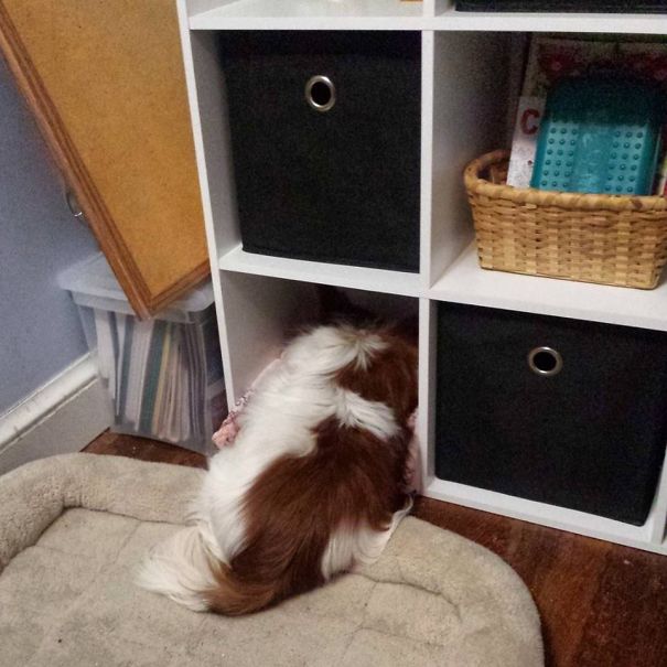 Papillon Trying To Fit In The Cat's Cubby