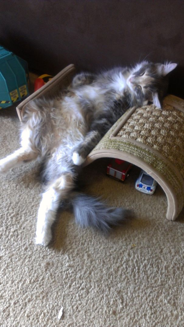 Mocha Is Immune To Kinks In The Neck.