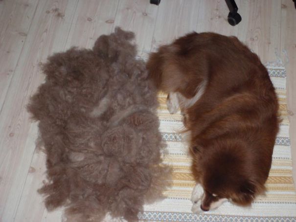 Money, Min Finska Lapphund