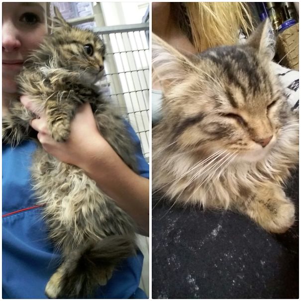 This Little Man At The Veterinairy (my Internship) Needed A New Home, So I Took Him In