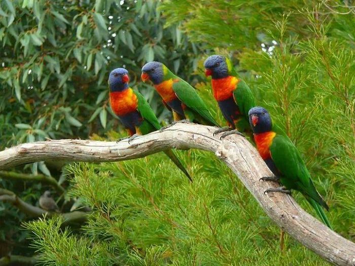 Rainbow Lorikeets