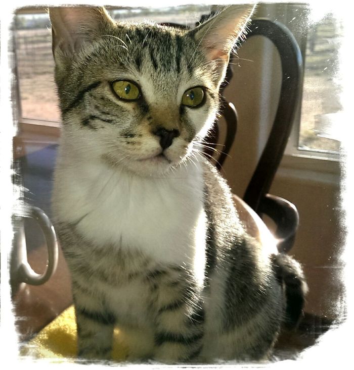 Ginger's A House Wrecker.