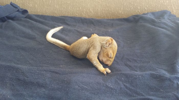 Speedys First Baby Picture After She Fell From A Tree In A Busy Parking Lot