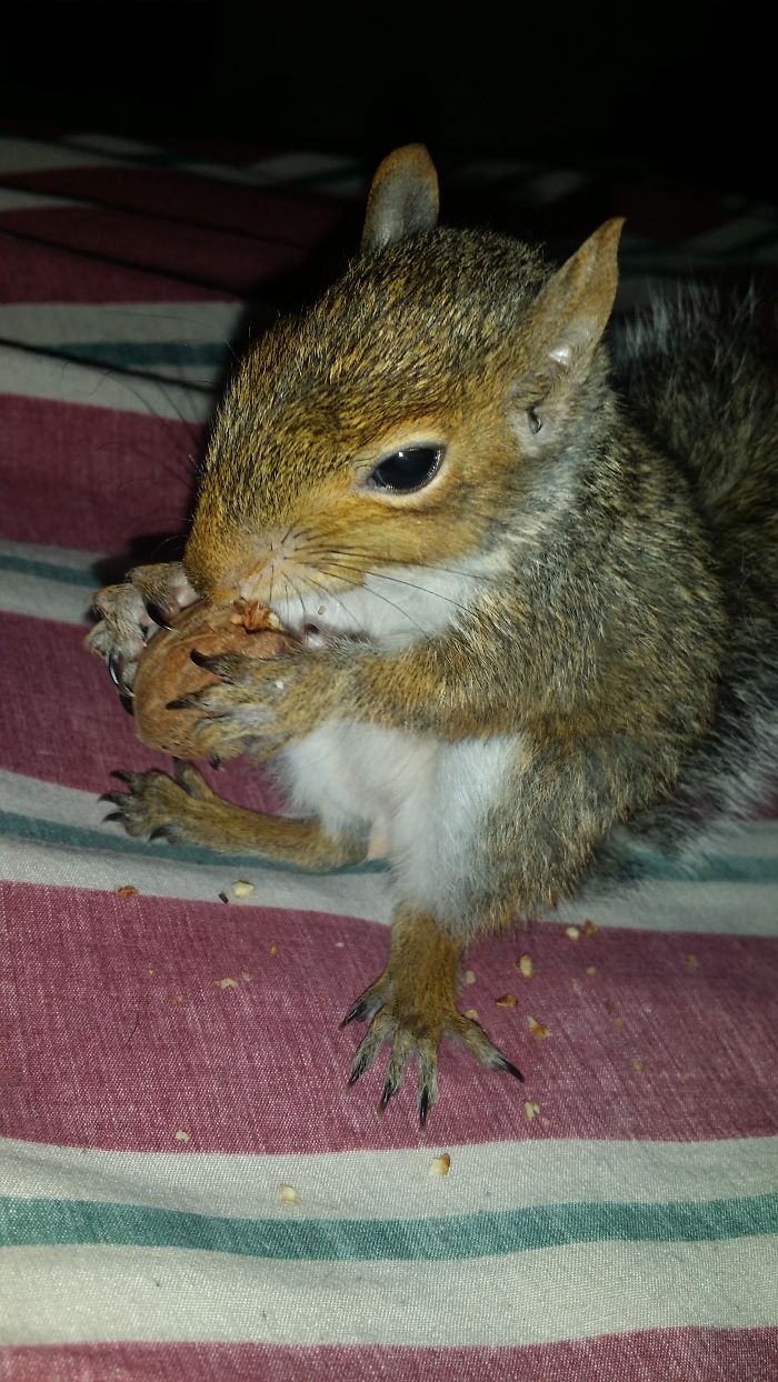 Speedy Grew Up Too Fast