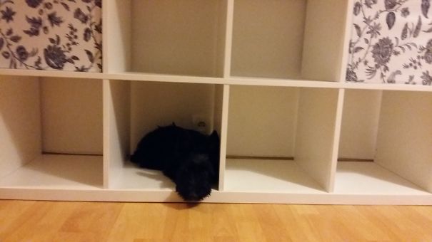 Ikea Bookcase Is The Best Place For My Scottie To Sleep