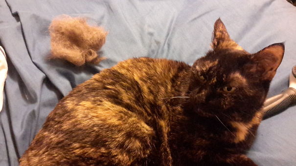 Made A Kitten After A Quick Brushing