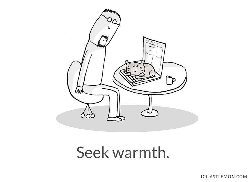 Life Lessons From Cats