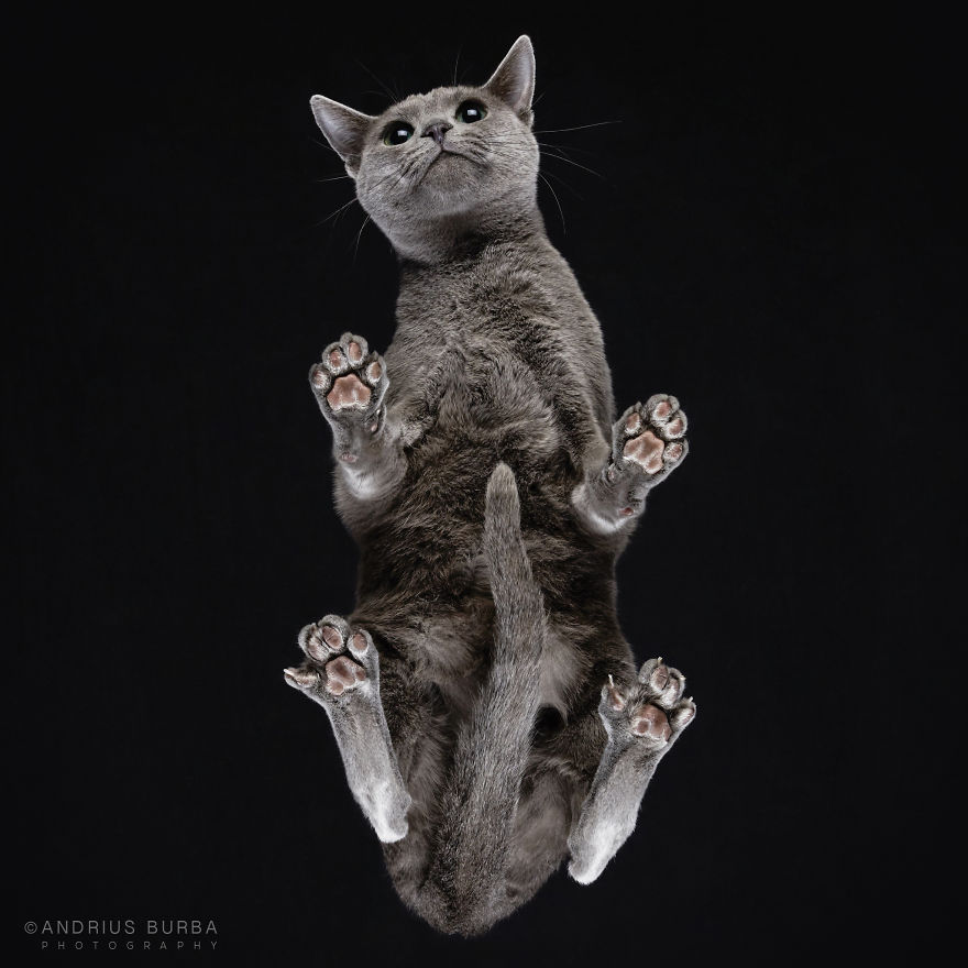 25+ Photos Of Cats Taken From Underneath
