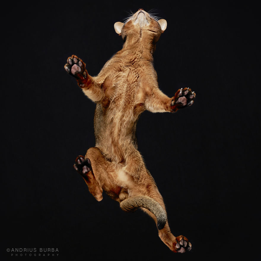 25+ Photos Of Cats Taken From Underneath