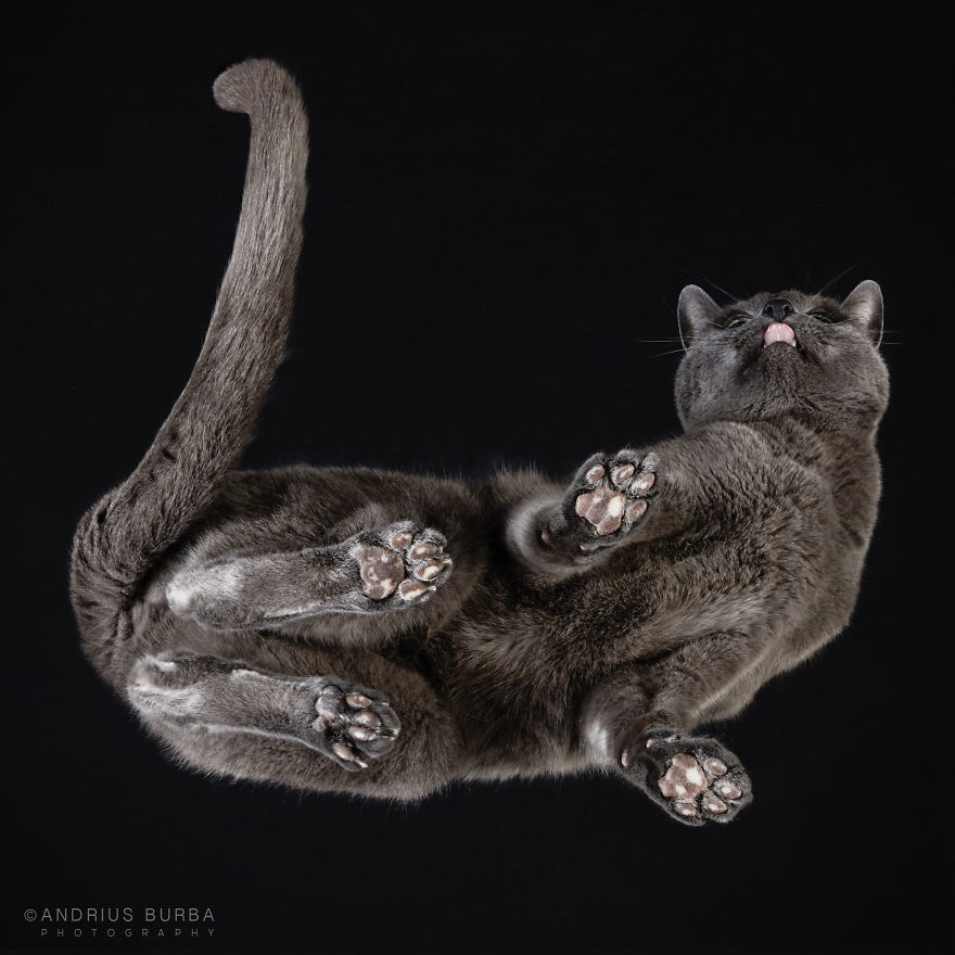 25+ Photos Of Cats Taken From Underneath