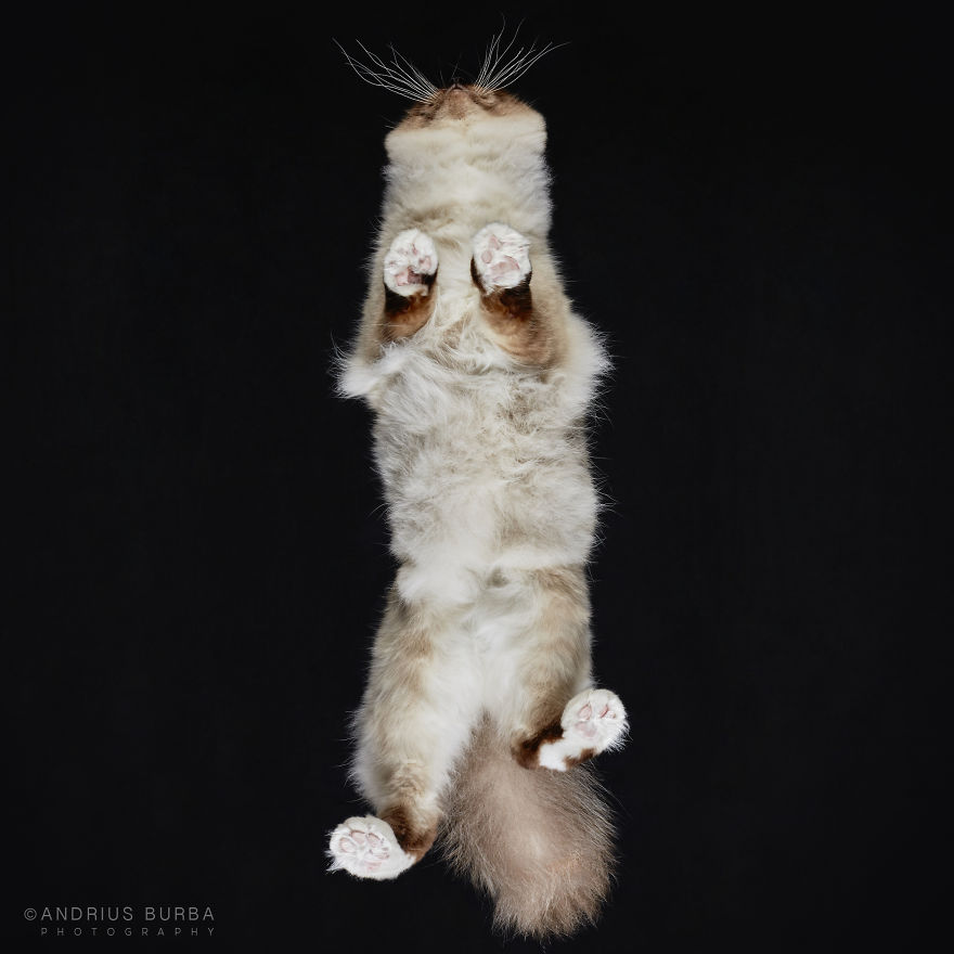 25+ Photos Of Cats Taken From Underneath