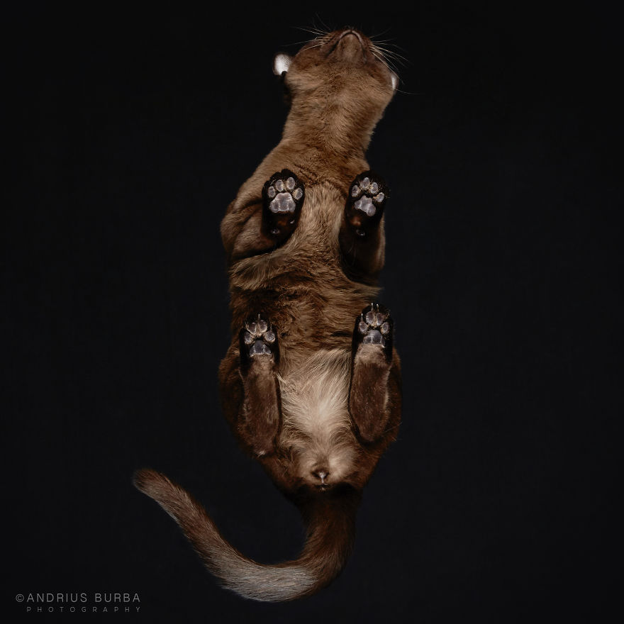 25+ Photos Of Cats Taken From Underneath