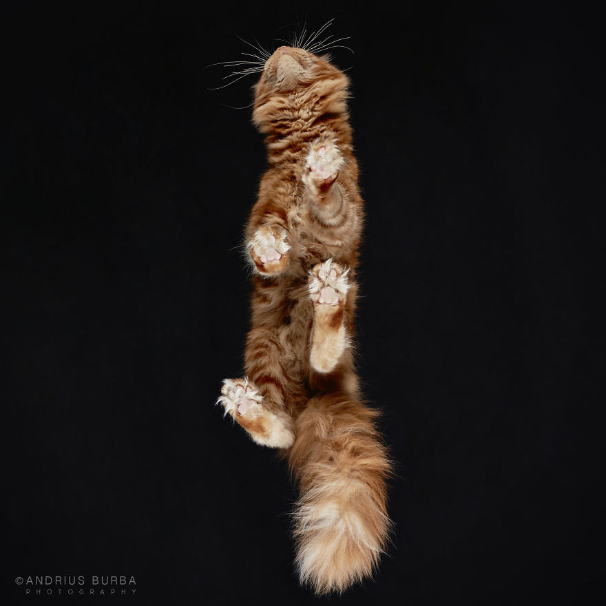 25+ Photos Of Cats Taken From Underneath