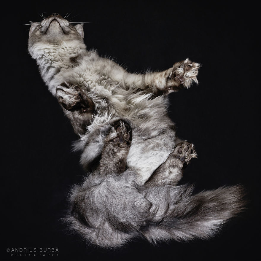 25+ Photos Of Cats Taken From Underneath