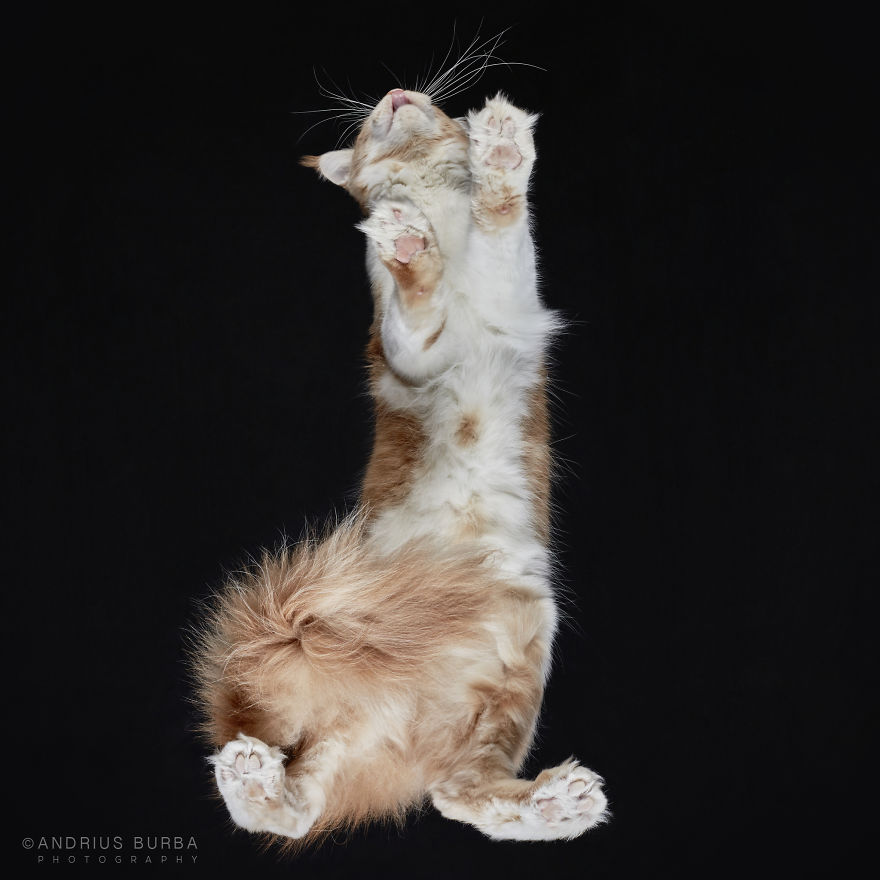 25+ Photos Of Cats Taken From Underneath