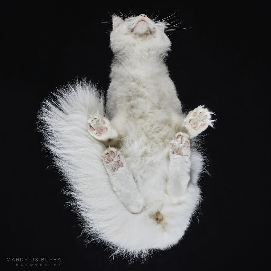 25+ Photos Of Cats Taken From Underneath