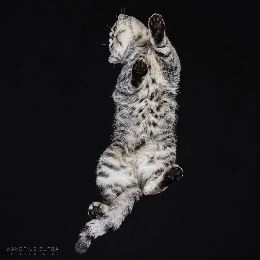 25+ Photos Of Cats Taken From Underneath