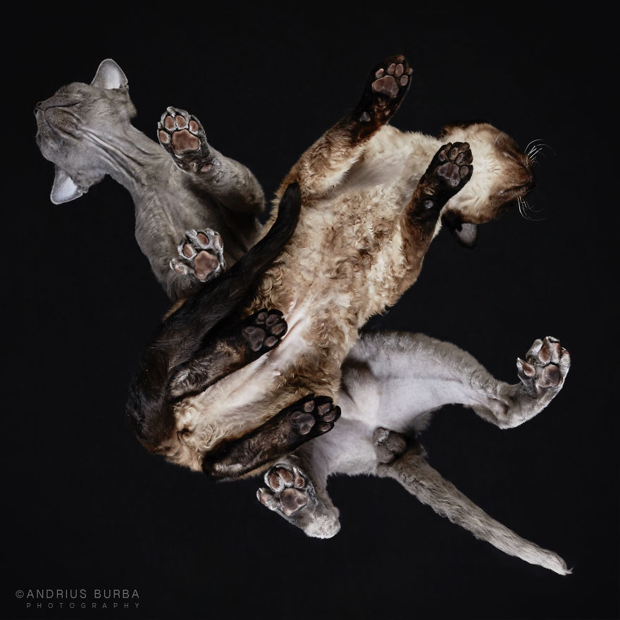 25+ Photos Of Cats Taken From Underneath