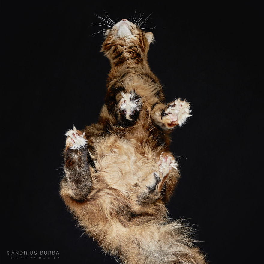 25+ Photos Of Cats Taken From Underneath