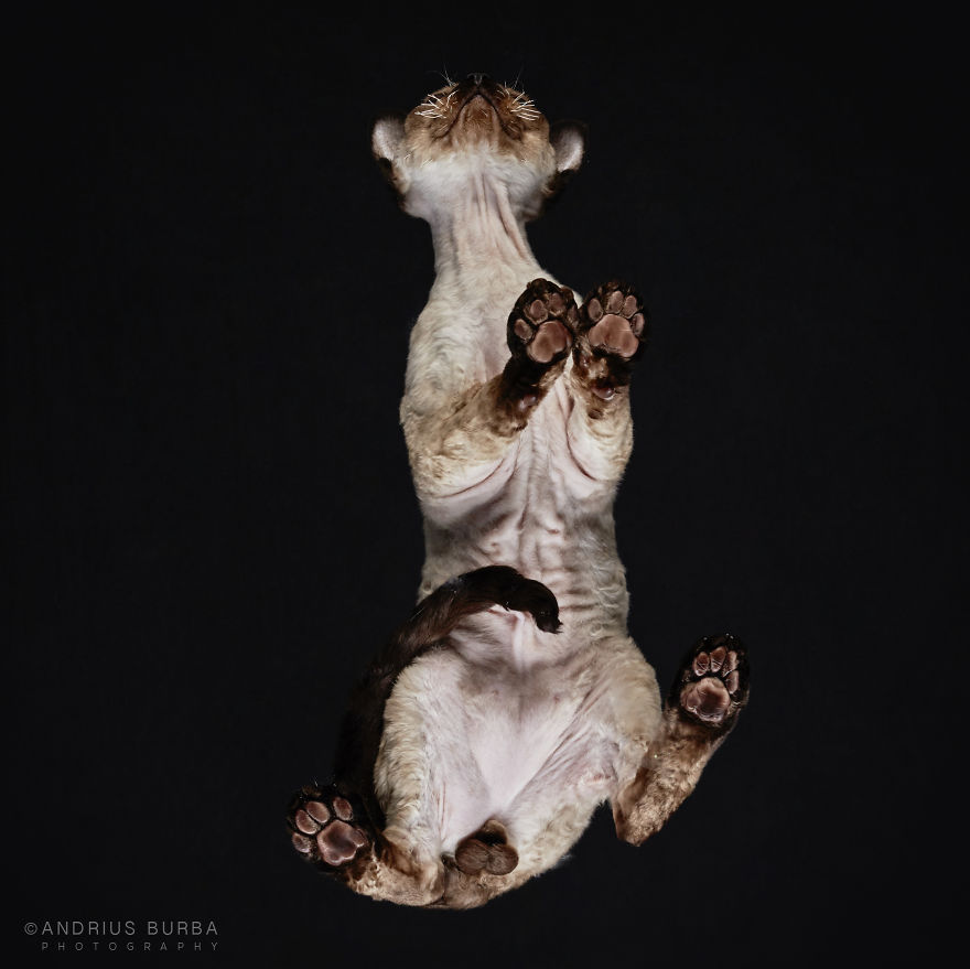 25+ Photos Of Cats Taken From Underneath