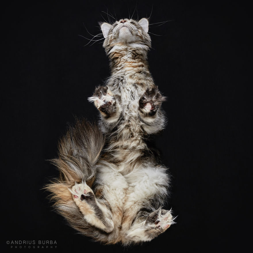 25+ Photos Of Cats Taken From Underneath