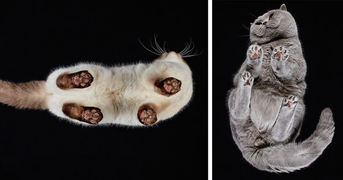 Under-Cats: I Photograph Cats From Underneath