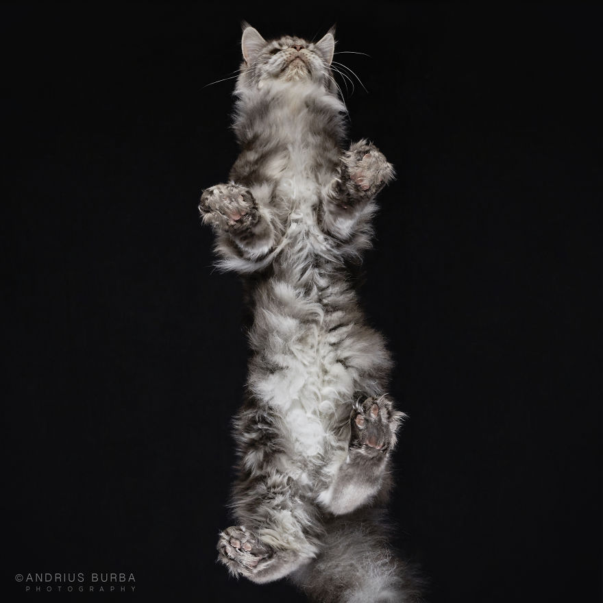 25+ Photos Of Cats Taken From Underneath