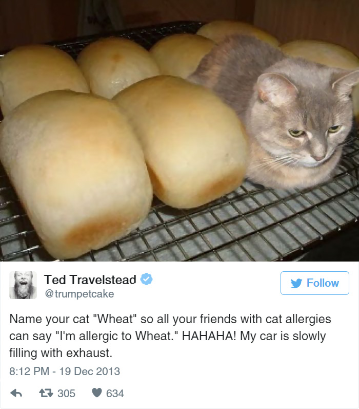 Funny Cat Tweets