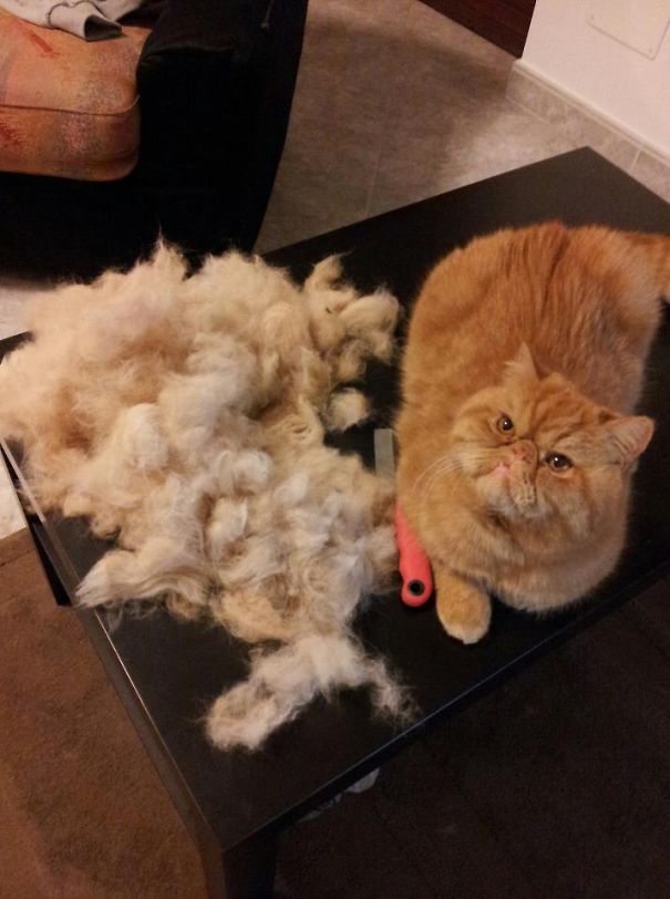 My Cat Holly After Grooming. I Could Make A Sweater!