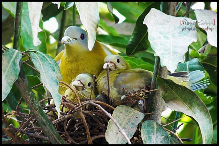Yellow Footed Green Pigeon