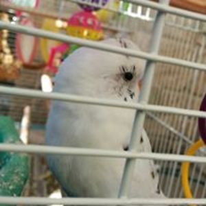 julia_ioana_farcas avatar