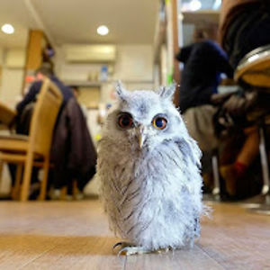 kiritarapipipi avatar