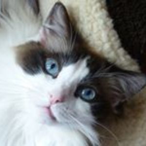 josephine_barnes avatar