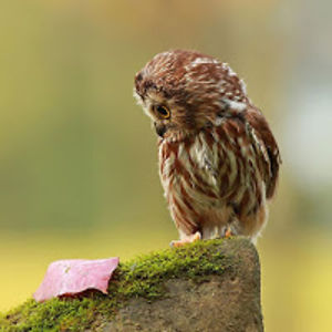 milaknuffkrysti avatar