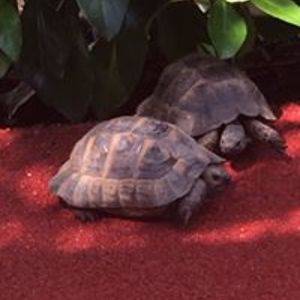 damlasancaktar avatar