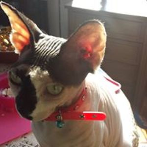 tonyharrisondcfc avatar