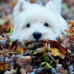 ipucha-skateboards avatar