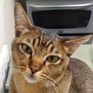 alasdairmiller avatar