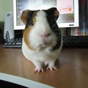 irinastefan22 avatar