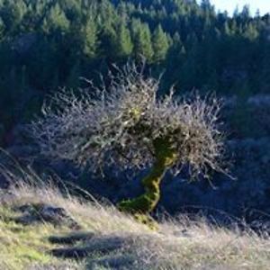 phyllis_mervine avatar