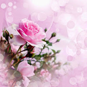 allisoncanaveral avatar