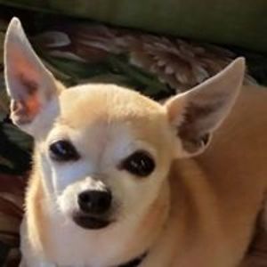 dmariaperez6219 avatar